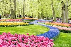 Keukenhof Gardens near Amsterdam