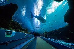 immerse yourself underwater at the Georgia Aquarium in Atlanta