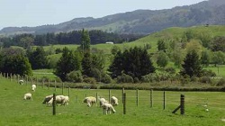 farming and factory work are popular in New Zealand, particularly in Auckland, ranging from meat and dairy products on farms to manufacturing iron and steel products for exporting