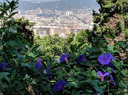 view of city from top of hill in Barcelona
