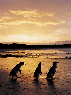 beautiful scenery and wildlife at Phillip Island near Melbourne