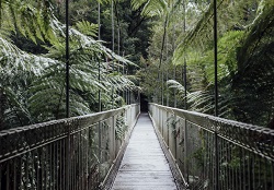 enjoy the Kokoda trails through scenic forests in Melbourne