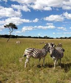 Zimbabwe is known for its parks and wildlife